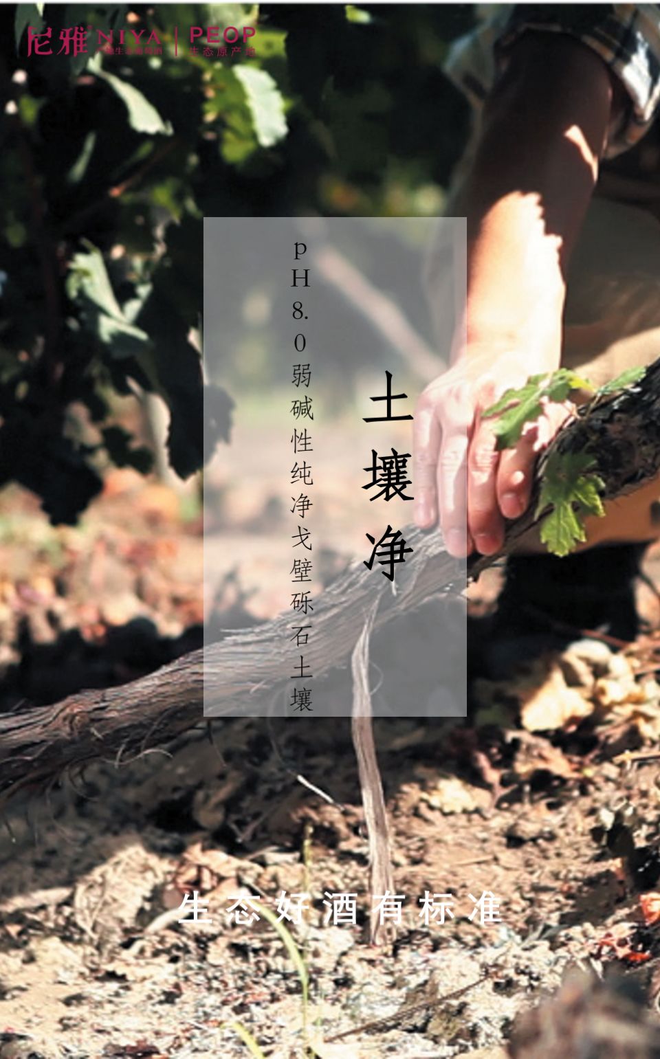 尼雅五星东方白酒,生态好酒自然柔和