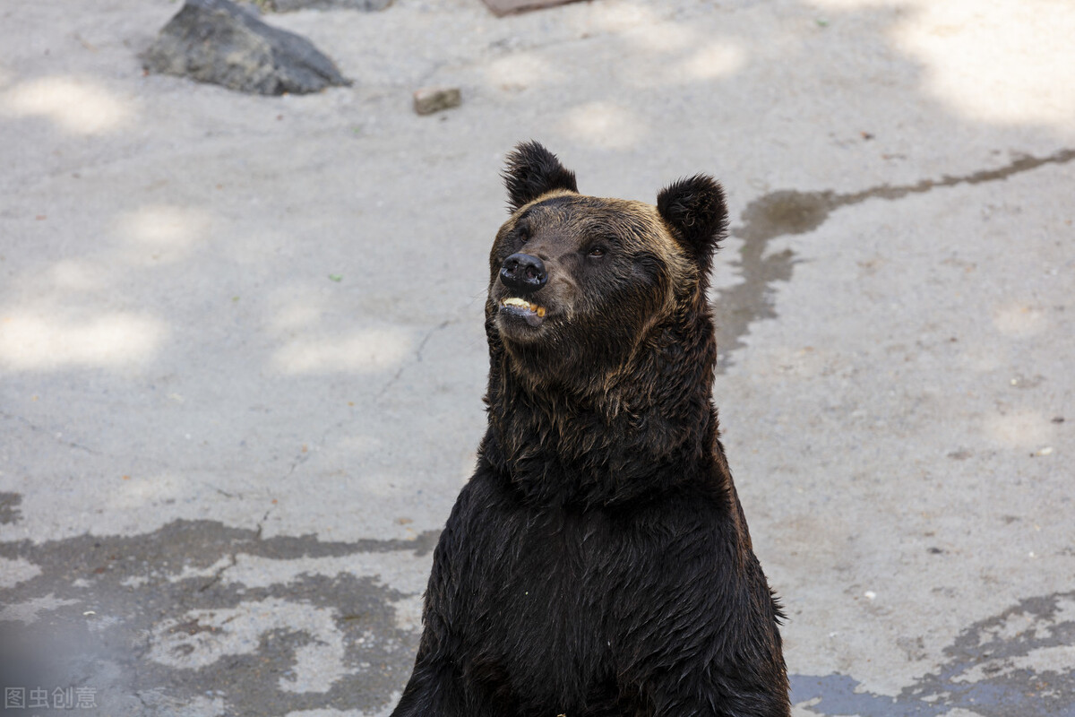 粗心的猎人,猎人打狐狸自己受伤脑筋急转弯