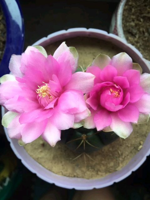 101仙人球,101个仙人球品种