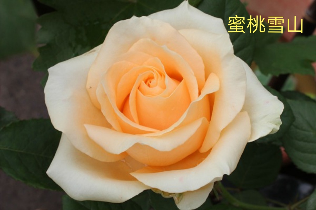 切花火焰月季,适合新手的切花月季