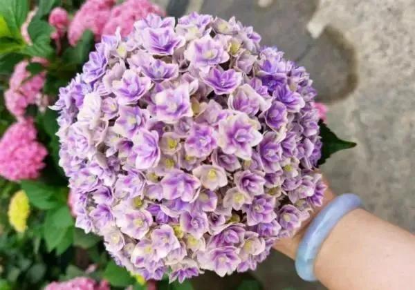 绣球花大苗新品种,春季开花的绣球花品种