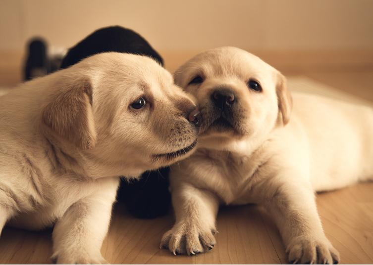 狗狗打嗝一抽一抽的想吐吐不出来,狗狗打嗝拉不出大便