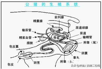 母猪授精的技术过程,母猪从受孕到生产喂料全过程