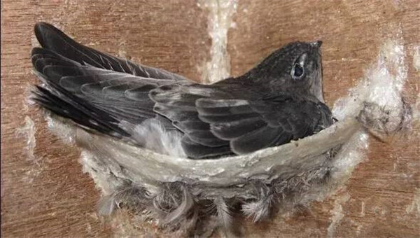 金丝燕栖息在海南,金丝燕濒临灭绝