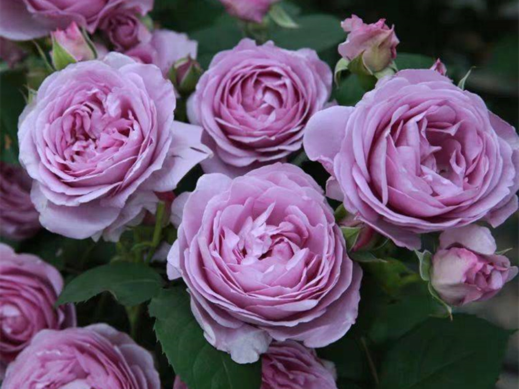 月季玫瑰分不清的意思,月季跟玫瑰的区别哪个好养