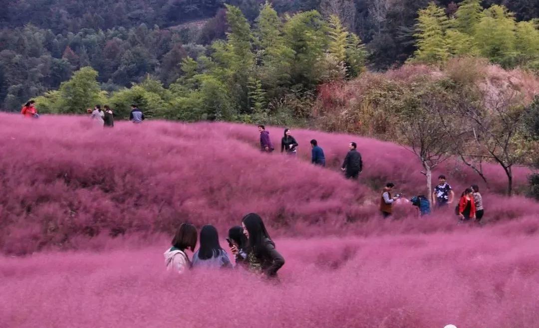 扩散|天津首个“7D花海天空之境”开放?全国都翻车了