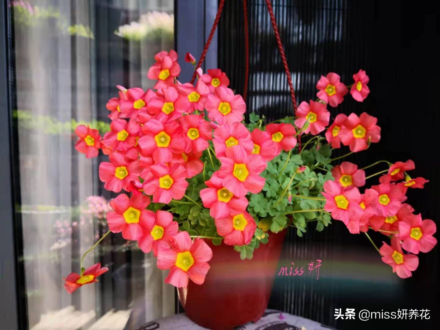 酢浆草种球品种图鉴大全,酢浆草种球品种图鉴