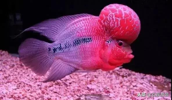 预防鱼类肠炎的最好办法,鱼类肠炎是什么原因