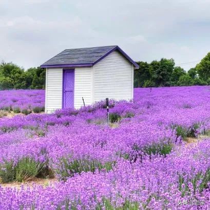 又到了薰衣草盛开的季节,上海市薰衣草花海