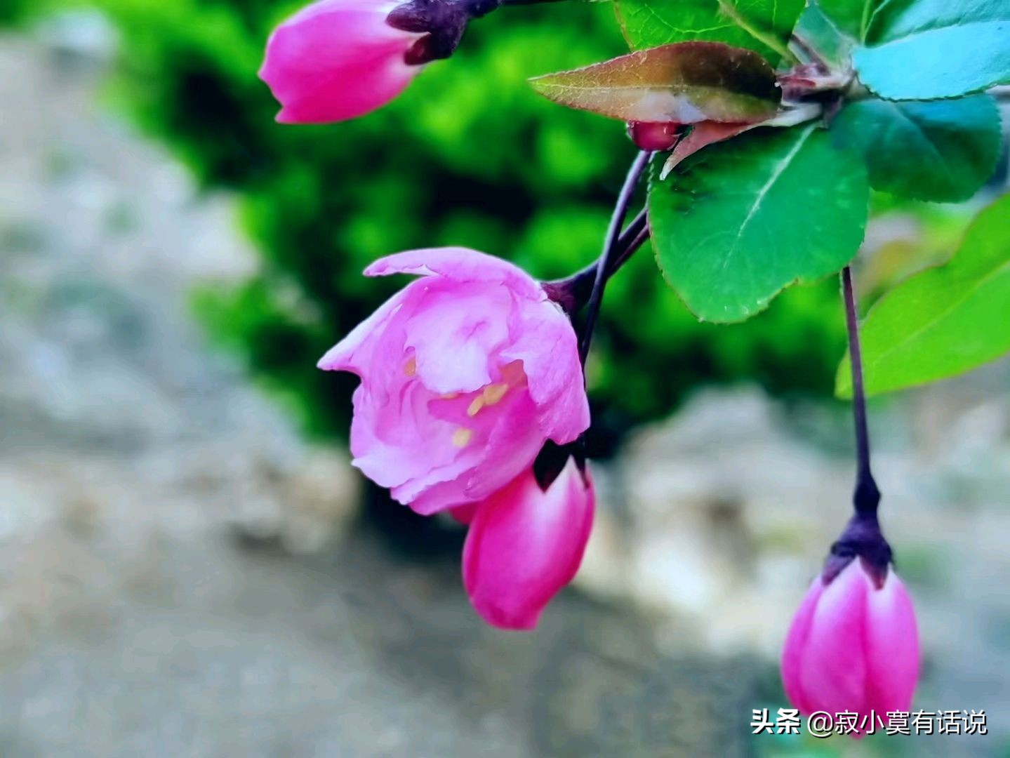 人间最美四月天春暖花开桃红柳绿,四月在春风里看一场浪漫樱花