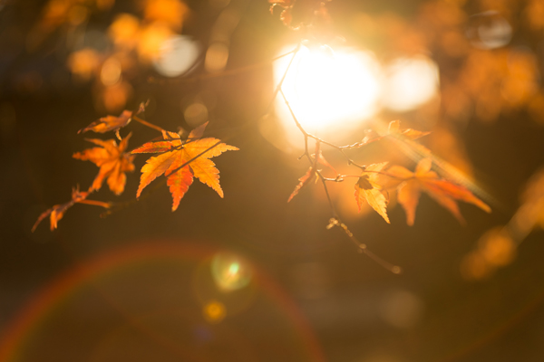 秋景拍摄技巧和方法,秋景拍摄三大忌