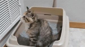 拉屎这么臭，姿势还这么骚，这些猫还真是猫界艾丽