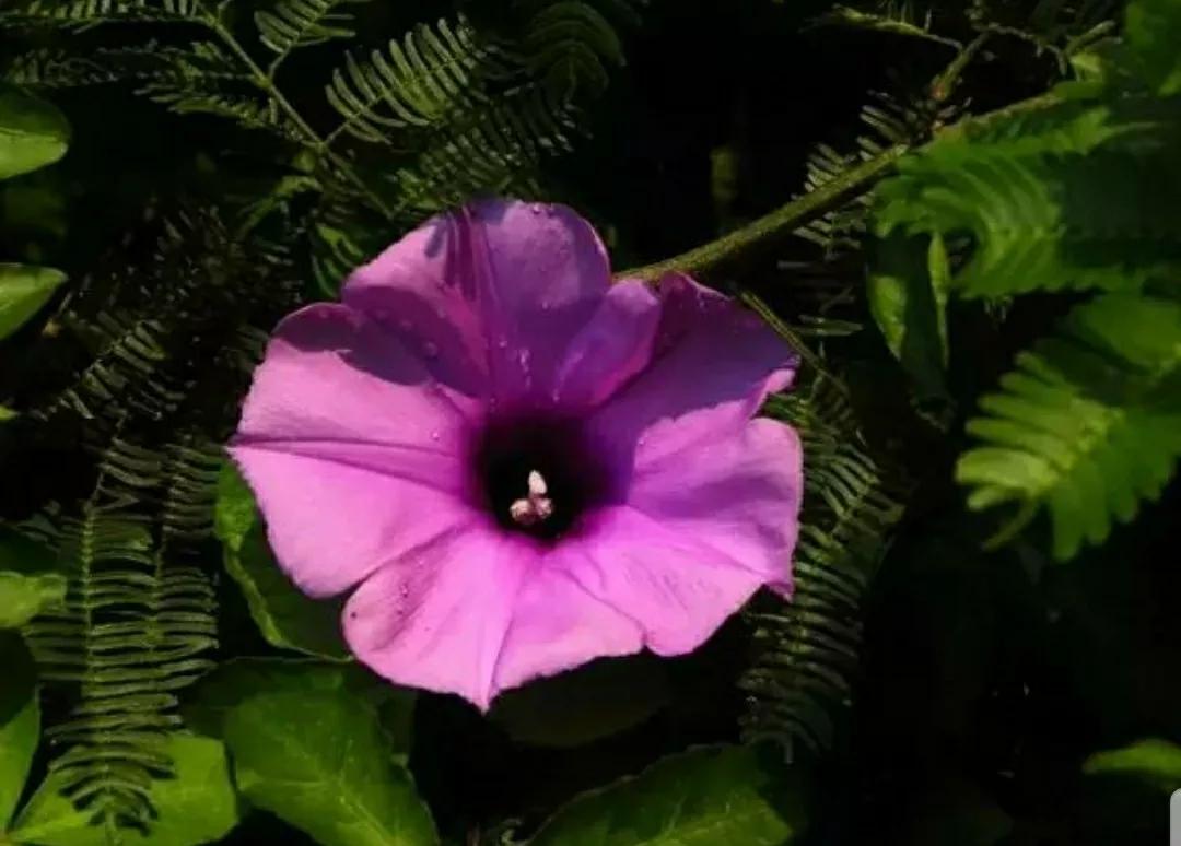 奇葩造型花:头上长草,心中有鬼,白月光。白天不开你非要晚上开