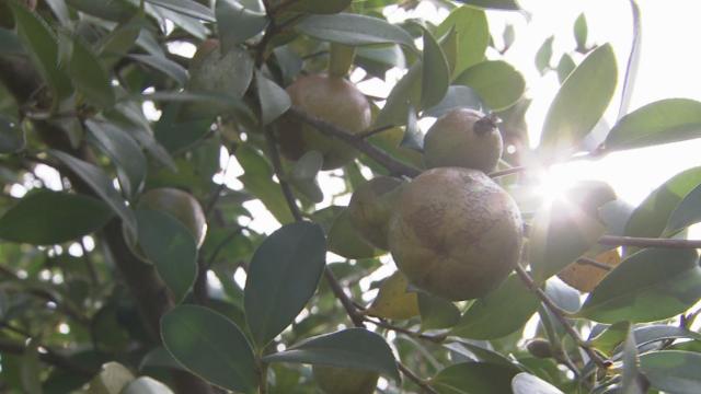 飘香千年的茶油,湖南茶油有哪些好处