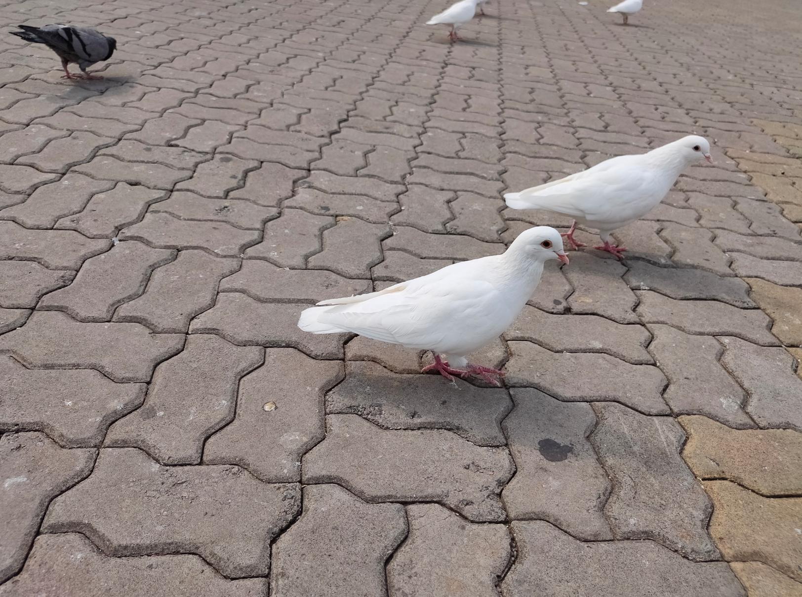 别只盯着充电速度！实测OPPOK5拍照，表现同样强劲