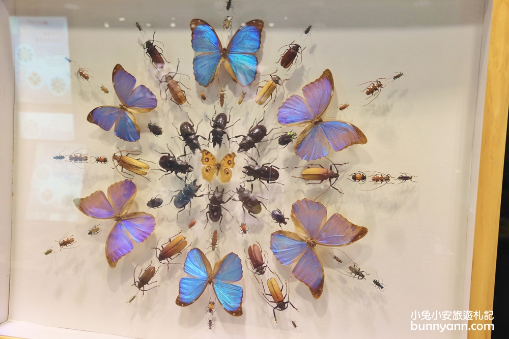 台湾绮丽粉珊瑚,台湾绮丽珊瑚工业