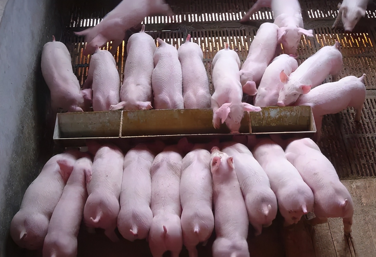 仔猪黄白痢偏方秘方,仔猪黄白痢的最佳治疗方法