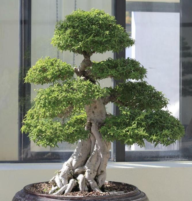 新房易栽的盆景树,桂花盆景四大镇宅之树