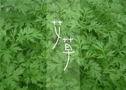 艾叶泡脚的作用和注意事项,艾叶泡脚有什么好处和坏处