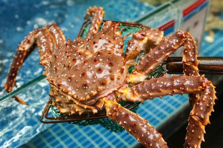 好好的螃蟹，为什么不横着走？来了解一下螃蟹界的“美味”成员