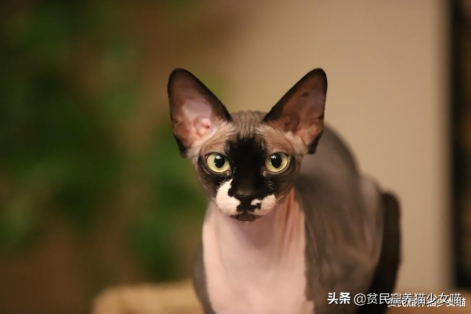 无毛猫到底是不是骗人的,无毛猫过敏了什么样