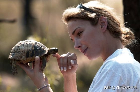 什么陆龟适合新手,哪些陆龟适合新手