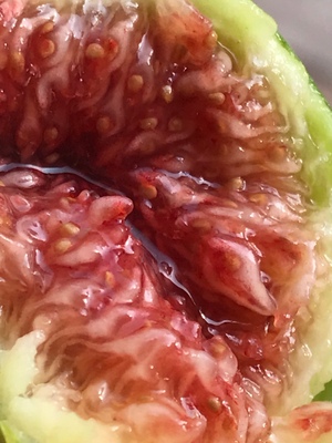 无花果树叶病虫害识别与防治技术,无花果树的栽培繁殖