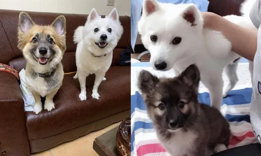 养了一只柯基狗,养了一只柯基是什么样子