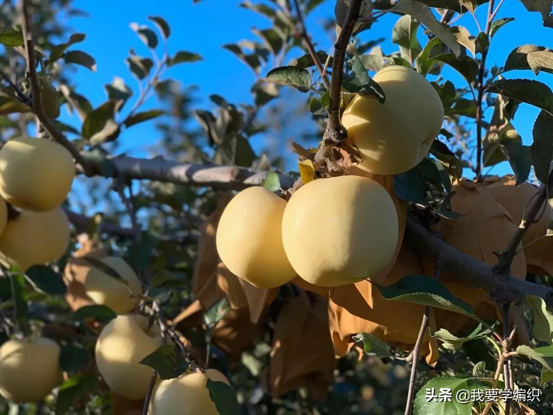 日本天价水果上热搜，苹果100元一个！中国老农却种出奶油富士