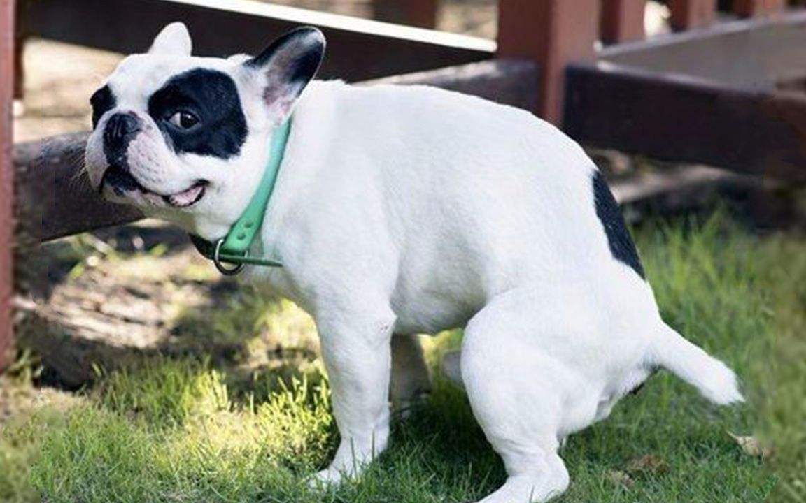 狗狗到家老吐怎么办,狗狗上厕所解决方法