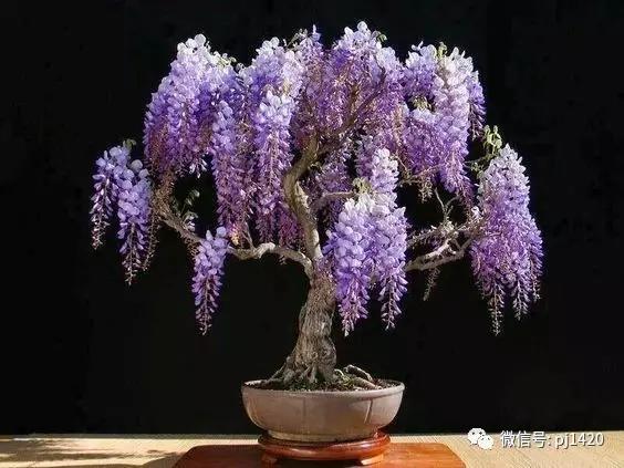 紫藤之美,紫藤迷人的气质