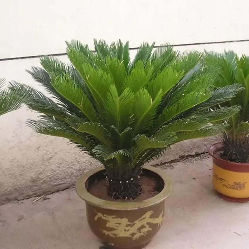 铁树冻伤后叶子剪掉还是保留,铁树叶冻伤怎么办