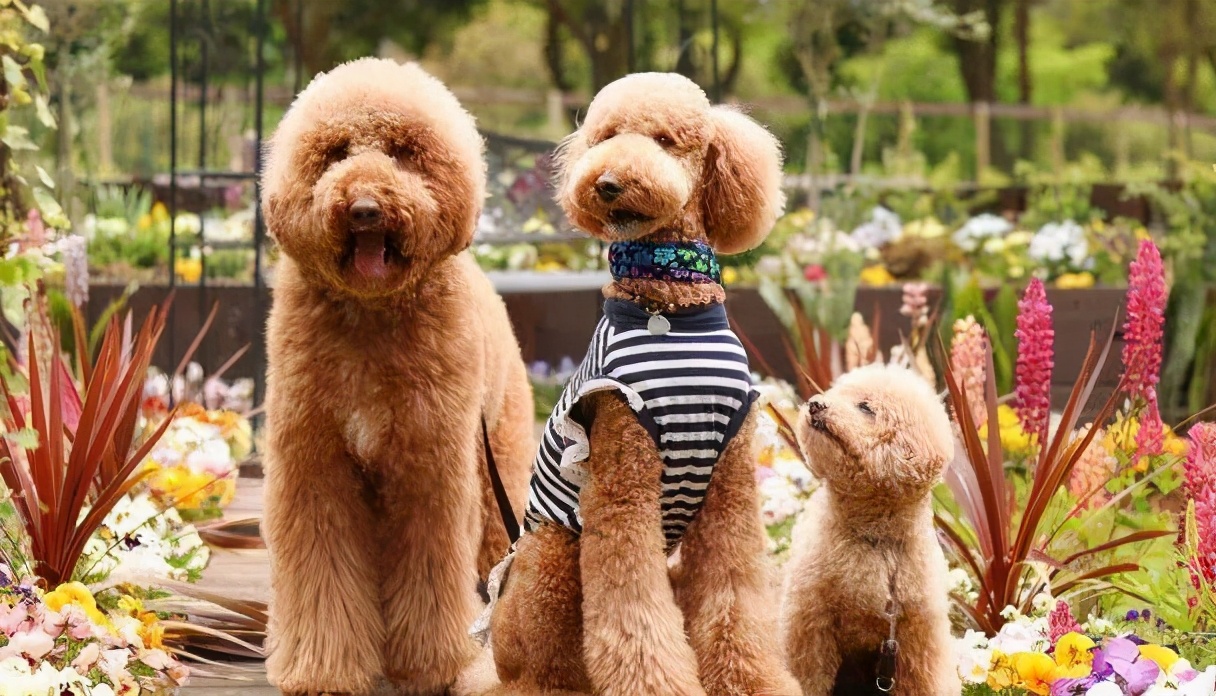 巨型贵宾犬和泰迪的区别图片对比,巨型贵宾犬与小泰迪