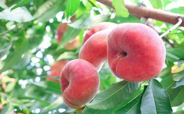 成都新都区军屯镇郭家村,成都新都军屯郭家村