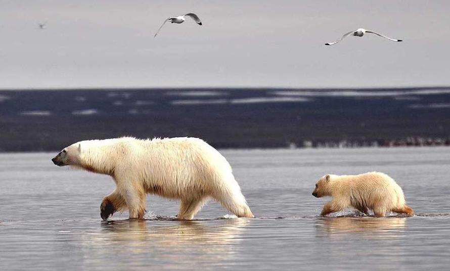 北极熊捕杀海豹的视频,北极熊捕杀海豹的真实过程