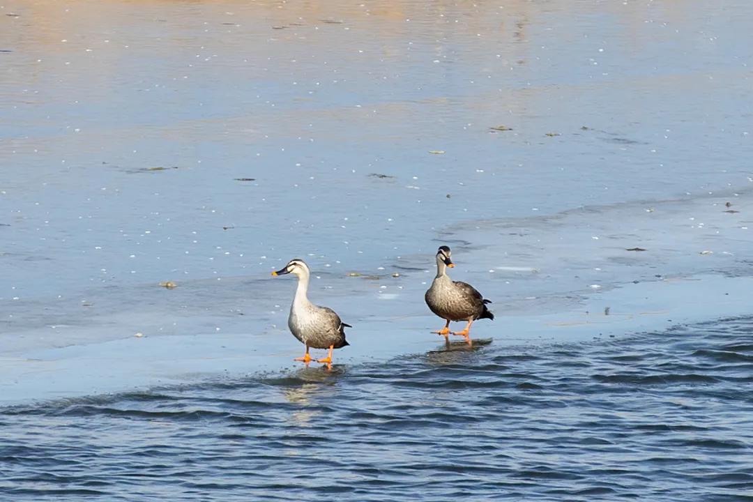 涂上黄色的“润唇膏”，TA就是野鸭中最靓的仔