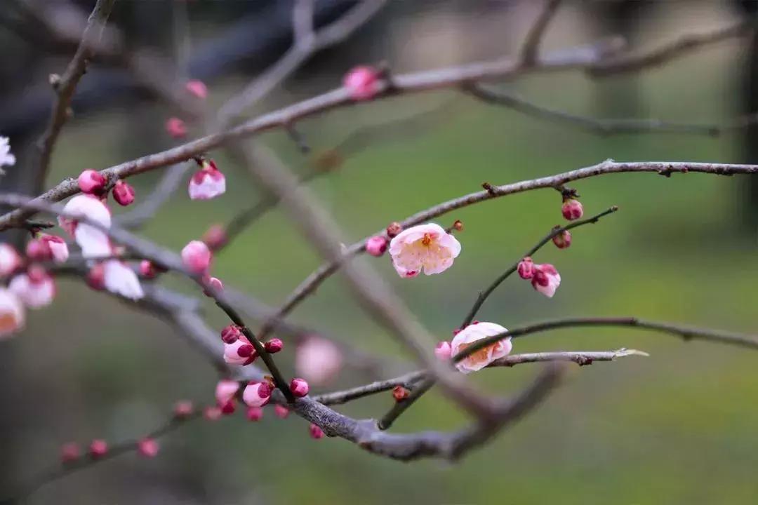 闻香寻梅最新图片,闻香寻梅最新视频