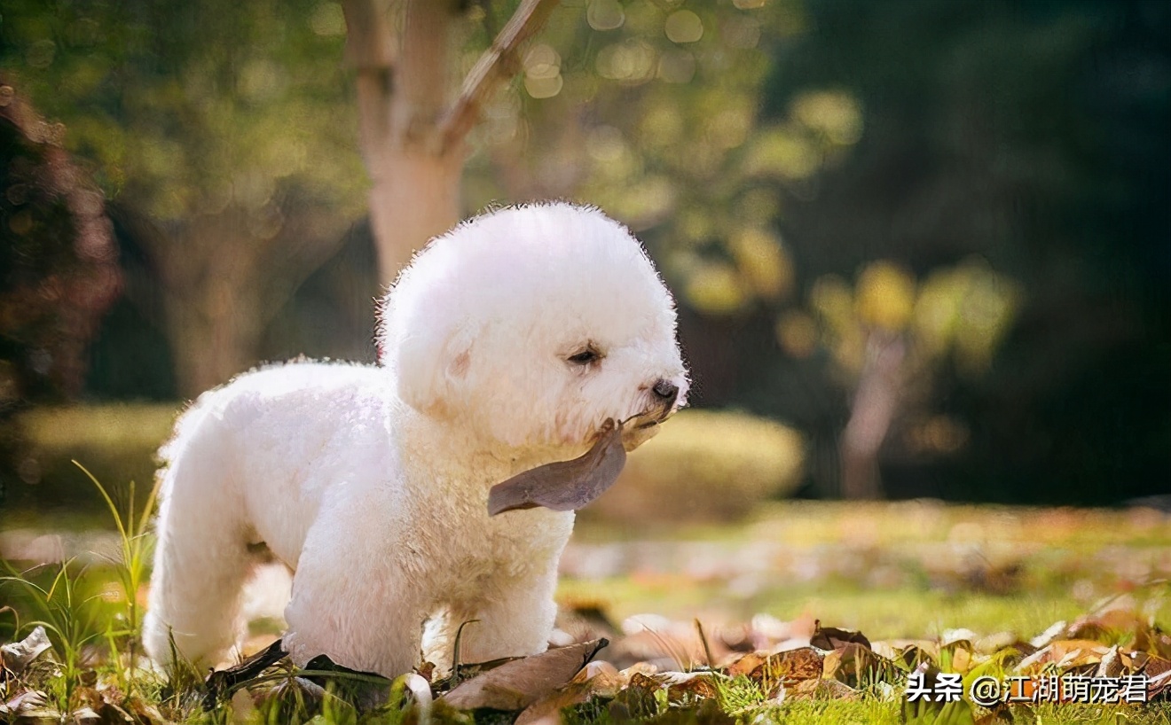 家里养比熊有异味吗,家里养比熊有虫子爬怎么办