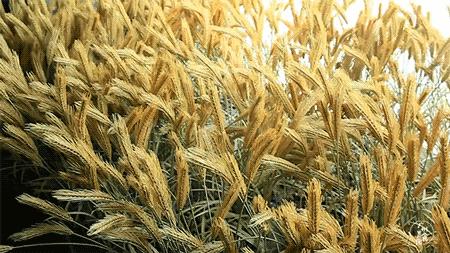 土到掉渣的饭店,大众点评最好的湘菜馆