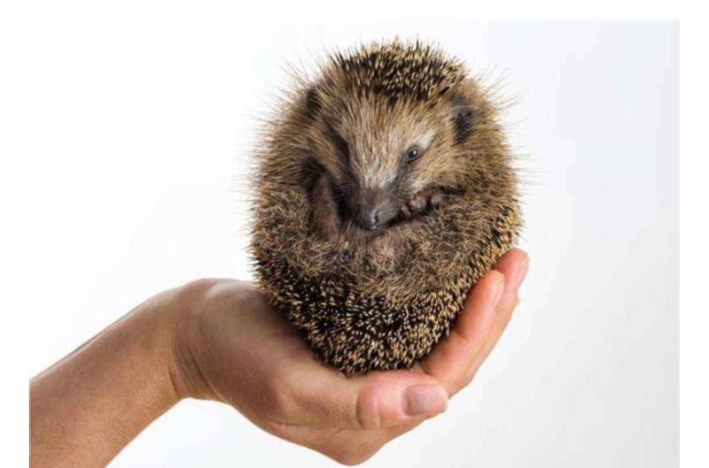 想要养好宠物刺猬,应当注意这些方面就行了