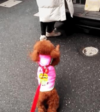 狗狗被丢弃后会记恨主人吗,狗狗被弃养了它自己知道吗