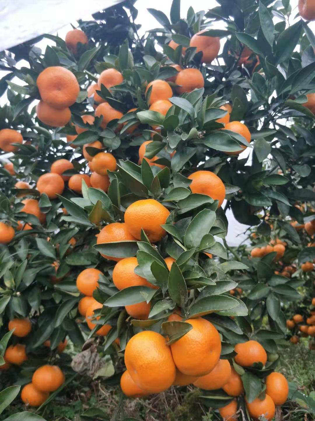 果农柑橘滞销是真的吗,疫情期间柑橘果农滞销