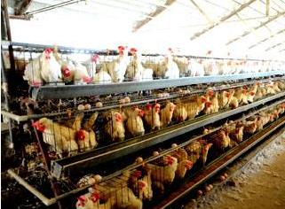 小伙搞蛋鸡养殖走上致富路,蛋鸡养殖致富商机