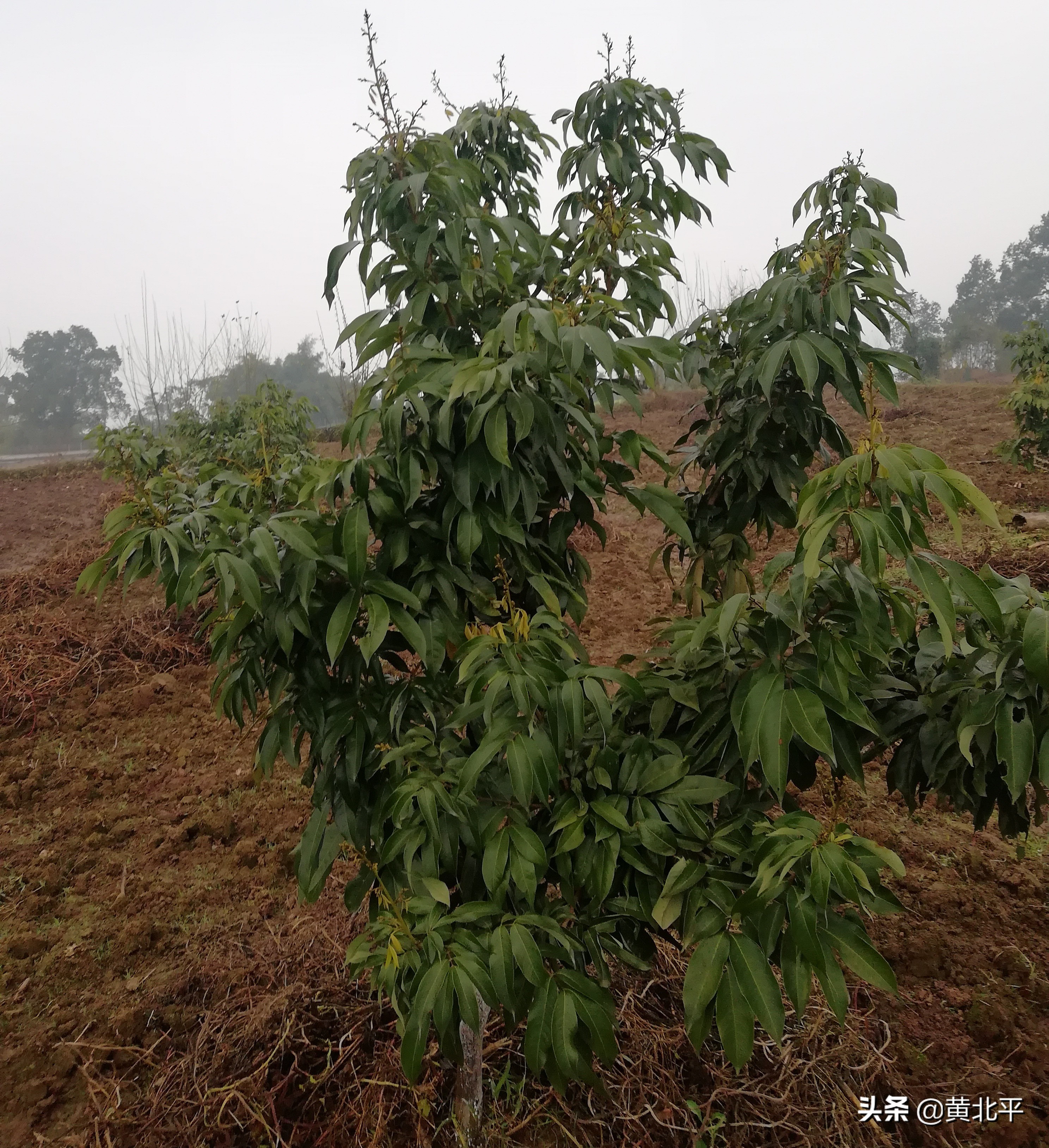 泸州神臂城遗址,老泸州遗址神臂城历史介绍