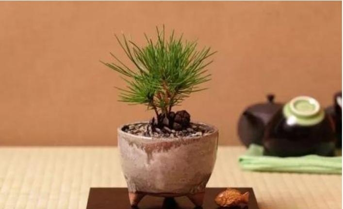 不值钱的松果图片,不值钱的松果图片大全