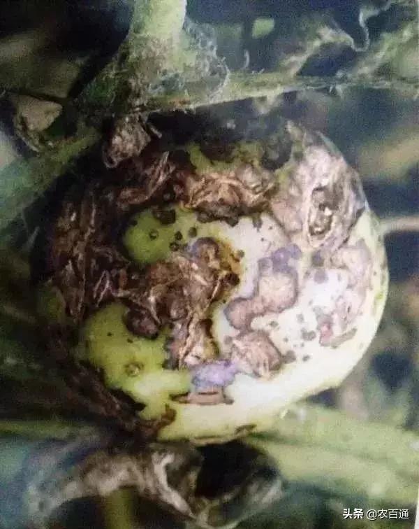 番茄叶有斑点是什么病,番茄常见病害和症状