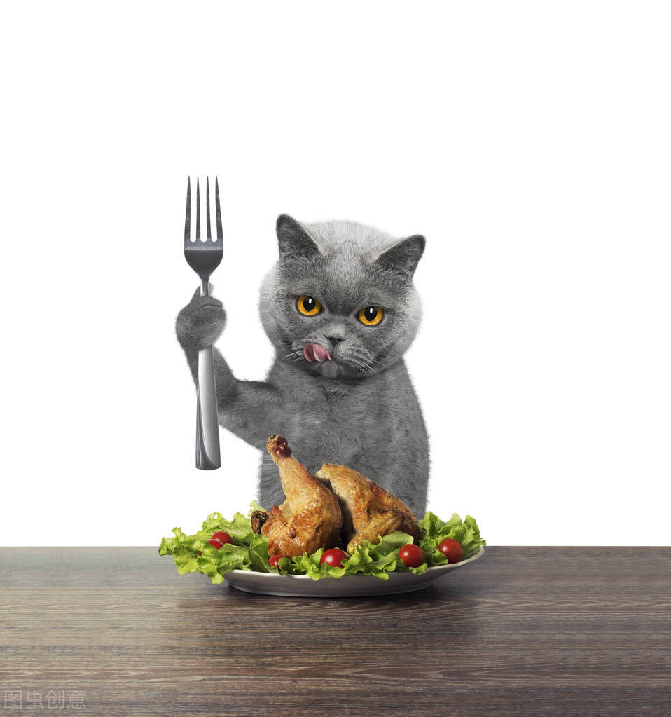 猫怎么养新手养猫需注意4大问题,夏天养猫怎么预防生病