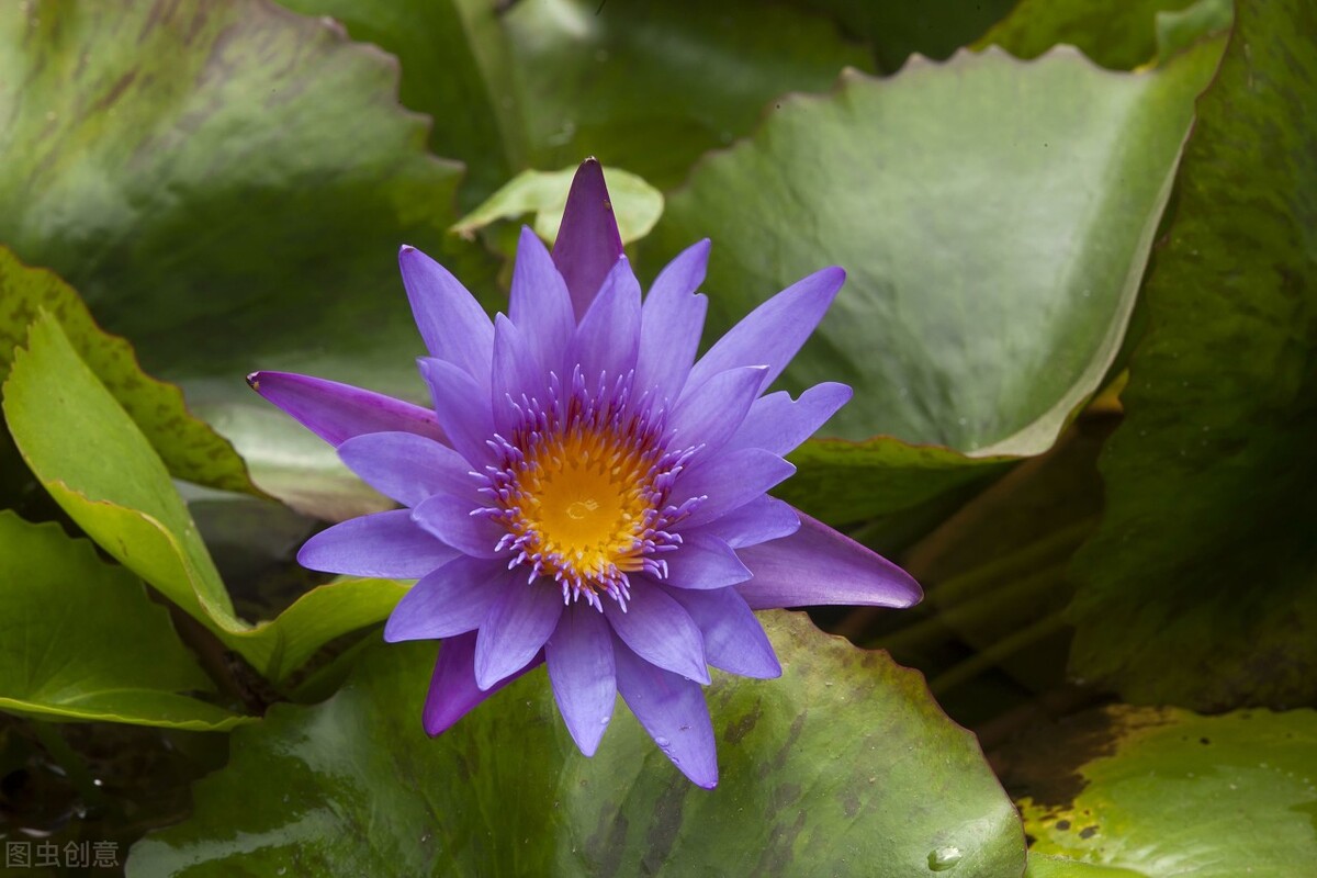 现在这季节逛花市合适吗,花市必看