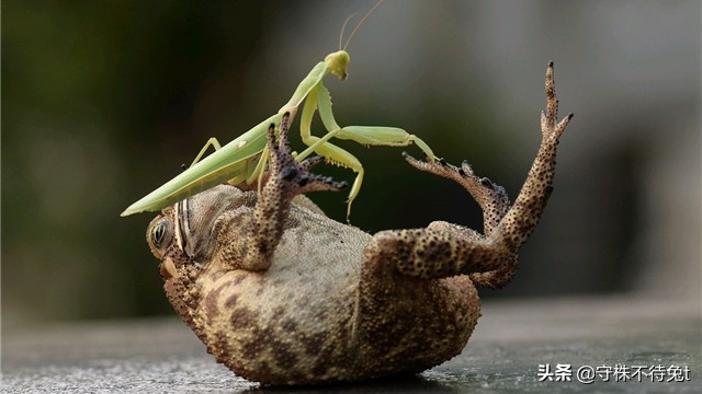 10个冷知识：用手触摸“癞蛤蟆”，手上不会起疙瘩