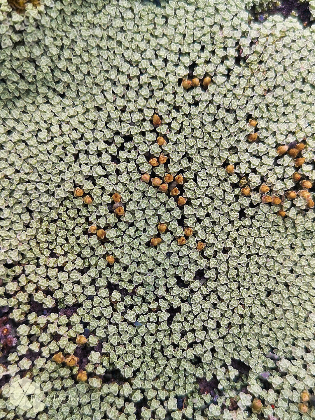 新西兰南岛一日游,新西兰南岛旅游地图